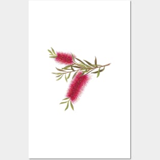 Australian Flora ~ Red Bottle Brush Posters and Art